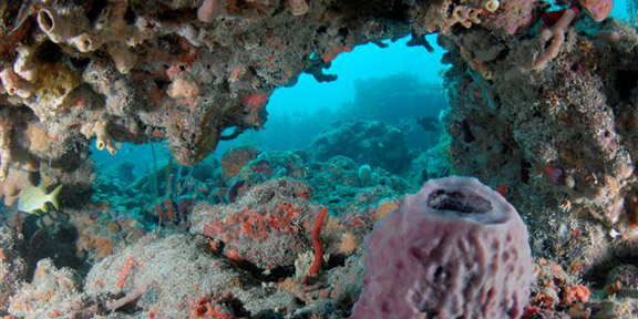 Dive With South Florida Diving Headquarters